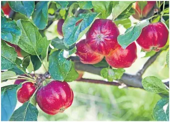  ?? ?? One of our oldest varieties of apple, the Bloody Ploughman