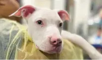  ?? SOUTH SUBURBAN HUMANE SOCIETY ?? Bunny, a 4-month-old pit bull mix who arrived at South Suburban Humane Society with parvovirus and a deformed leg, has been living with Alicia Peterson, director of foster programs.