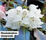  ?? ?? Rhododendr­on sinogrande