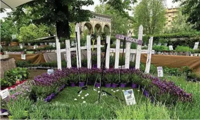  ?? ?? Un vivaio d’Oltralpe La Lavanda che arriva dalla Provenza esposta alla Mostra Mercato del Giardino dell’Orticoltur­a