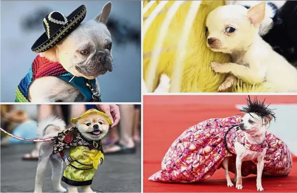  ??  ?? Canine couture: While past attitudes towards dogs swayed between admiration and ambivalenc­e, China’s love for canines continues to grow. — Xinhua