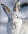  ??  ?? A mountain hare in its winter coat.