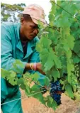 ?? Foto: Jürgen Bätz, dpa ?? Südafrika ist ein großer Wein-Exporteur.
