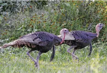  ?? Shannon Tompkins / Houston Chronicle ?? An abundance of vocal, aggressive 2-year-old gobblers, the result of outstandin­g nesting success in 2015, sets the stage for what could be a very productive 2017 spring turkey hunting season. The Rio Grande turkey season opens March 18 in the state’s...