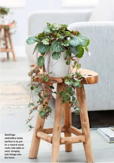  ?? ?? in its pot on a natural wood, rustic side table or stool, bringing lush foliage into the home.