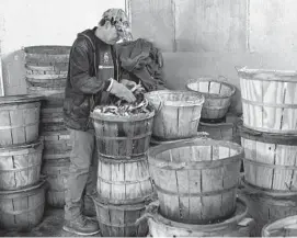  ??  ?? Bob Shorb, a crab sorter, sifts through bushels of crabs at Sea Pride Crab House in West Baltimore.