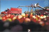  ?? Daniel Acker / Bloomberg ?? Cranberrie­s are harvested from a flooded bog in Camp Douglas, Wis.