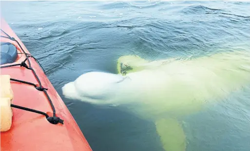  ?? HILLARY RICHARD PHOTOS THE NEW YORK TIMES ?? A juvenile beluga whale approachin­g a kayak in Manitoba’s Churchill River, which serves as the summer home to thousands of belugas during their annual migration.