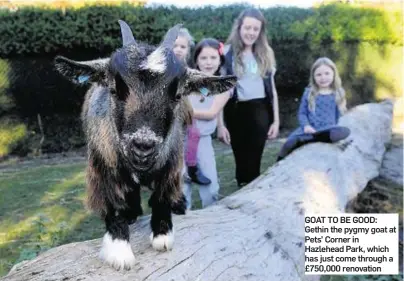  ??  ?? GOAT TO BE GOOD: Gethin the pygmy goat at Pets’ Corner in Hazlehead Park, which has just come through a £750,000 renovation