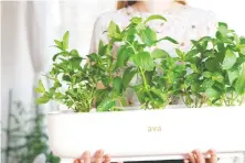  ??  ?? AVA Byte is a “smart garden” designed and made in British Columbia. AVA stands for Automated Vertical Agricultur­e.