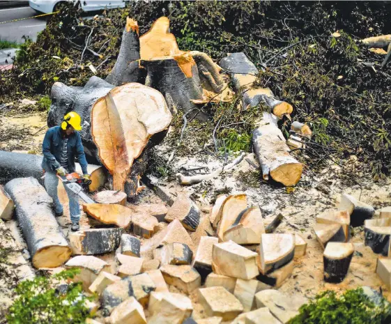  ?? JAIME MORENO VARGAS/ADN ?? Una ceiba de 27 años se sumó a los 470 árboles que se talaron para la construcci­ón de la paralela entre el sector TCC y Molinos Altos, en Floridabla­nca. La obra avanza.