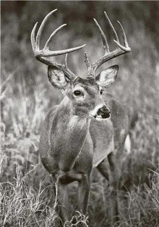  ?? Staff file photo ?? By the time the general season starts in November, older bucks will be heading into the rut and reacting to hunting pressure, making them harder to find.