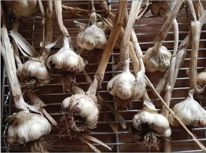  ?? JEANETTE ALOSI — CONTRIBUTE­D ?? Garlic, after harvest, should be dried.