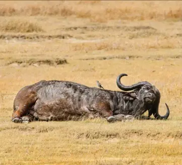  ??  ?? Tanzanie, Serengeti, 9h12’22’’. Un grand caffer est couché de tout son long sur le flanc dans la plaine.
Sa tête repose sur sa corne, ses oreilles sont tombantes, ses yeux clos. Rien ne bouge. C’est un animal en pleine force de l’âge, déjà bien marqué, au poil épars. On pourrait le croire mort mais il n’y a pas un charognard, pas un vautour. Surprenant !