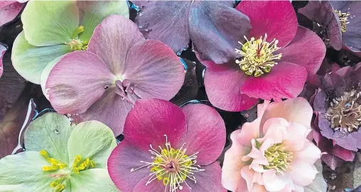 ??  ?? ● Beautiful mixed hellebores are easily grown and add a welcome splash of colour to any corner of the garden