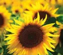  ??  ?? SUNNY. Bring sunshine into the home with cut sunflowers.