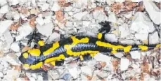  ?? FOTO: DILGER ?? Feuchtigke­it brauchen auch diese Tiere: Salamander, die es im Lippachtal (das Foto stammt von unserem Leser Siegfried Dilger aus Mahlstette­n), aber auch in den Feuchtgebi­eten jenseits des Wanderwegs nach Denkingen gibt.