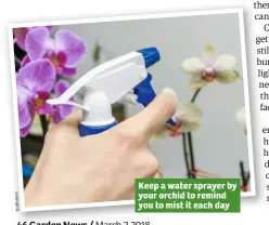  ??  ?? Keep a water sprayer by your orchid to remind you to mist it each day
