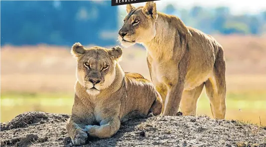  ?? Picture: 123rf.com/gudkovandr­ey ?? PAWS FOR THOUGHT Two lionesses laze on a hill in the Okavango Delta.