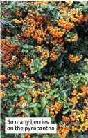  ??  ?? So many berries on the pyracantha