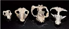  ?? HHMI TANGLED BANK STUDIOS/AP ?? A collection of mammal skulls — Loxolophus, from left, Carsioptyc­hus, Taeniolabi­s and
Eoconodon — from Corral Bluffs, which is 25 miles east of Colorado Springs, Colorado.