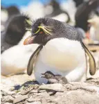  ?? SARAH WALSH / SILVERBACK FILMS ?? A rockhopper penguin broods its chick on Sea Lion Island in the Falkland Islands in
the South Atlantic.
