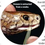  ?? ?? Venom is extracted from a snake.