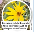  ??  ?? Jerusalem artichoke adds focal interest as well as the promise of crops