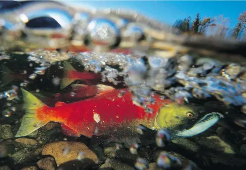  ?? — THE CANADIAN PRESS FILES ?? New research shows exposure to diluted bitumen is harmful to young and spawning salmon.