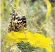  ??  ?? A painted lady butterfly savours the nectar of this October zinnia.