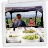  ??  ?? TOP Jill’s son, Magnus Branby, walks with his cousins from the winery to Great-grandma Velma’s house. ABOVE Grape picking is a family affair. Here, Jill’s kids help Dad harvest Pearl of Csaba and Bacchus grapes.