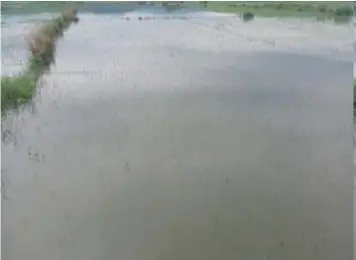  ?? ?? FLOODED. Rice farms in Barangay Bernabe, Laoag City remain submerged in floodwater on Wednesday (Aug. 24, 2022) due to the effects of Severe Tropical Storm Florita. Mayor Michael Keon said there is a need to dredge creeks, get rid of water lilies, and improve the city's drainage system to prevent flooding. (Photo by Leilanie Adriano)