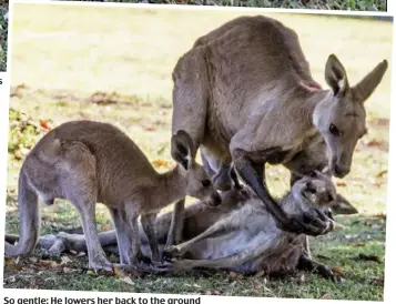  ??  ?? I’m not leaving you: The male kangaroo tries to help his dying mate as their joey watches
So gentle: He lowers her back to the ground