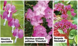  ?? ?? Dianthus gratiano politanus ‘Firewitch’
Bergenia ‘Abendglut’