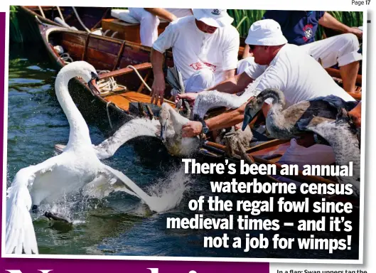  ?? Picture: PA ?? In a flap: Swan uppers tag the cygnets and check ownership of the adults on the Thames