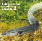  ??  ?? Eels are listed as critically endangered