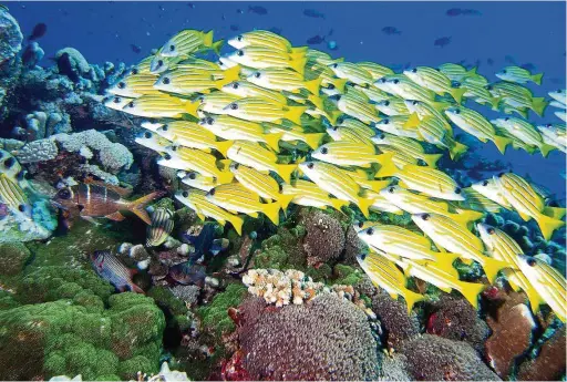  ??  ?? Malaysia is blessed with rich coral reefs but they need better protection.