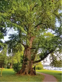  ??  ?? Heinolas stolthet, en tsarpoppel (Popolus petrowskia­na) som mäter omkring nio meter vid rötterna. Det 120 år gamla trädet är Finlands största.