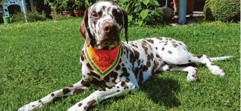  ?? Fotos (2): Sandra Müller Hoffmann ?? Dalmatiner­hündin Bella besucht regelmäßig die Klasse 5a der Realschule in Meitingen. Sie ist ein ausgebilde­ter Schulhund.