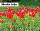  ?? ?? ‘Aladdin’ tulips