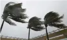  ??  ?? Palm trees in Naples, Florida, as Hurricane Irma approaches. Photograph: Sipa USA/Rex