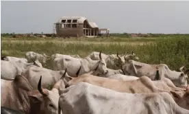  ?? ?? A herd of cattle walk past the bare bones constructi­on of the first building to be built for Akon City, the welcome centre, in Mbodiene on October 26, 2023. Senegal Photograph: Guy Peterson/The Guardian