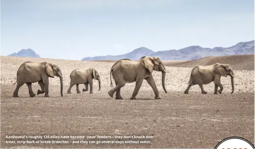  ??  ?? Kaokoveld’s roughly 130 ellies have become ‘neat’ feeders – they don’t knock over trees, strip bark or break branches – and they can go several days without water.