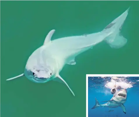  ?? ?? A 5ft-long newborn great white, filmed off the California coast near Santa Barbara, above, and a fully grown adult shark, right, which can grow up to 16ft long