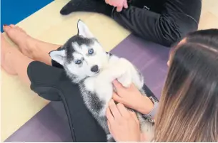  ?? KEITH MITCHENER ?? At the end of the yoga part of the puppy yoga class, students cuddle up with the puppies.