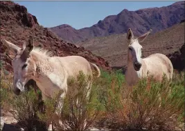  ?? CHRIS KAHN, THE ASSOCIATED PRESS ?? In this August 1999file photo, burros wander in the desert.