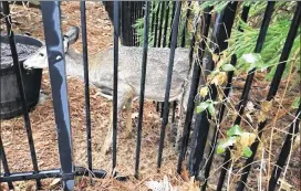  ?? ROSWELL POLICE ?? After a deer got stuck in a homeowner’s fence, a Roswell police officer freed it by using a car jack.