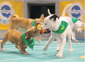  ?? DEAN STROHMEYER/ANIMAL PLANET ?? Teams Ruff and Fluff take to the field during Puppy Bowl XIII.