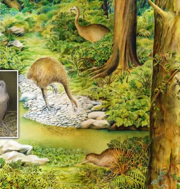  ??  ?? An artist’s impression of moa and kiwi in New Zealand’s prehistori­c forest. Inset, evidence of an owlet-nightjar was found in sediment dating from at least 16 million years ago.