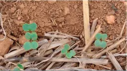  ?? FOTO: AMELIA GENIS ?? Daar is groot kommer oor die swak ontkieming van kanola in die Swartland. Die oorsaak kon nog nie met sekerheid vasgestel word nie.